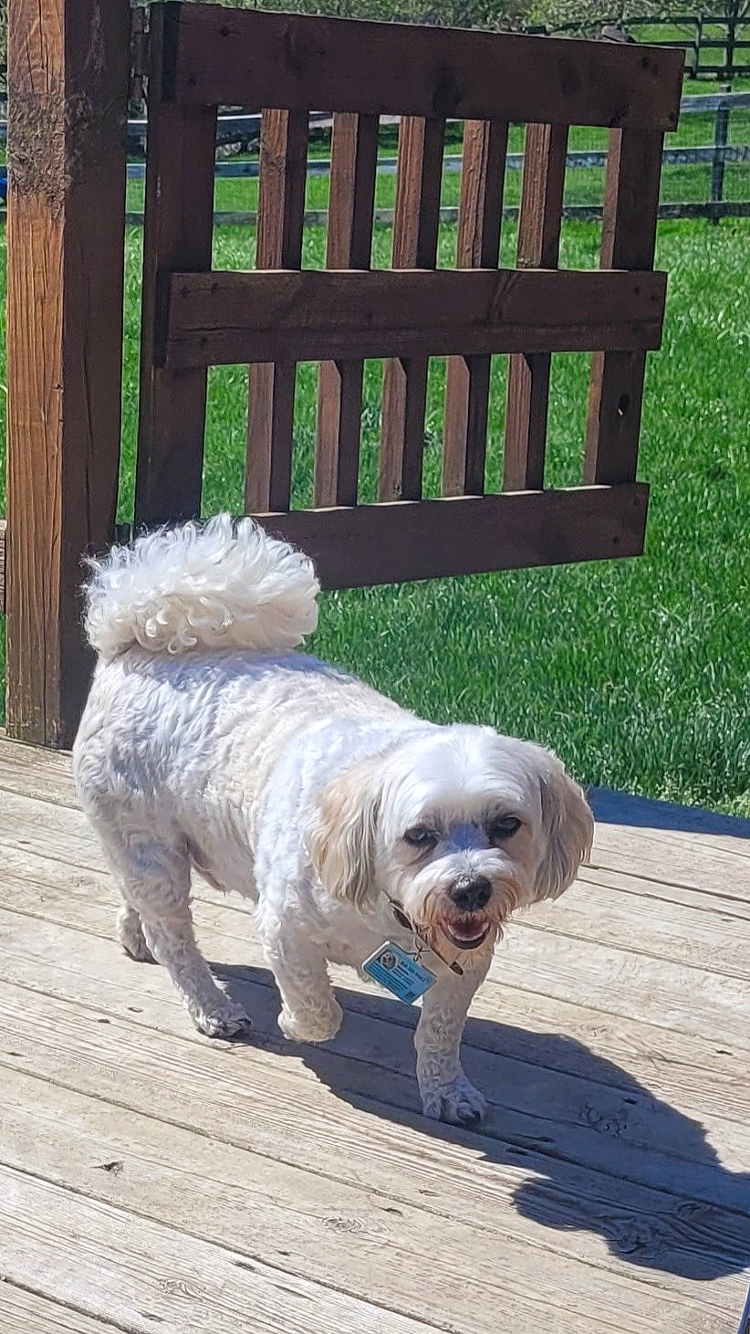 Sweetie joined the competition — help win amazing prizes! canidae, carnivore, companion_dog, dog, dog_breed, dog_collar, dog_supply, fur, grass, maltepoo, poodle_crossbreed, small_terrier, snout, south_russian_ovcharka, sporting_group, tail, terrier, toy_dog, wood, working_animal