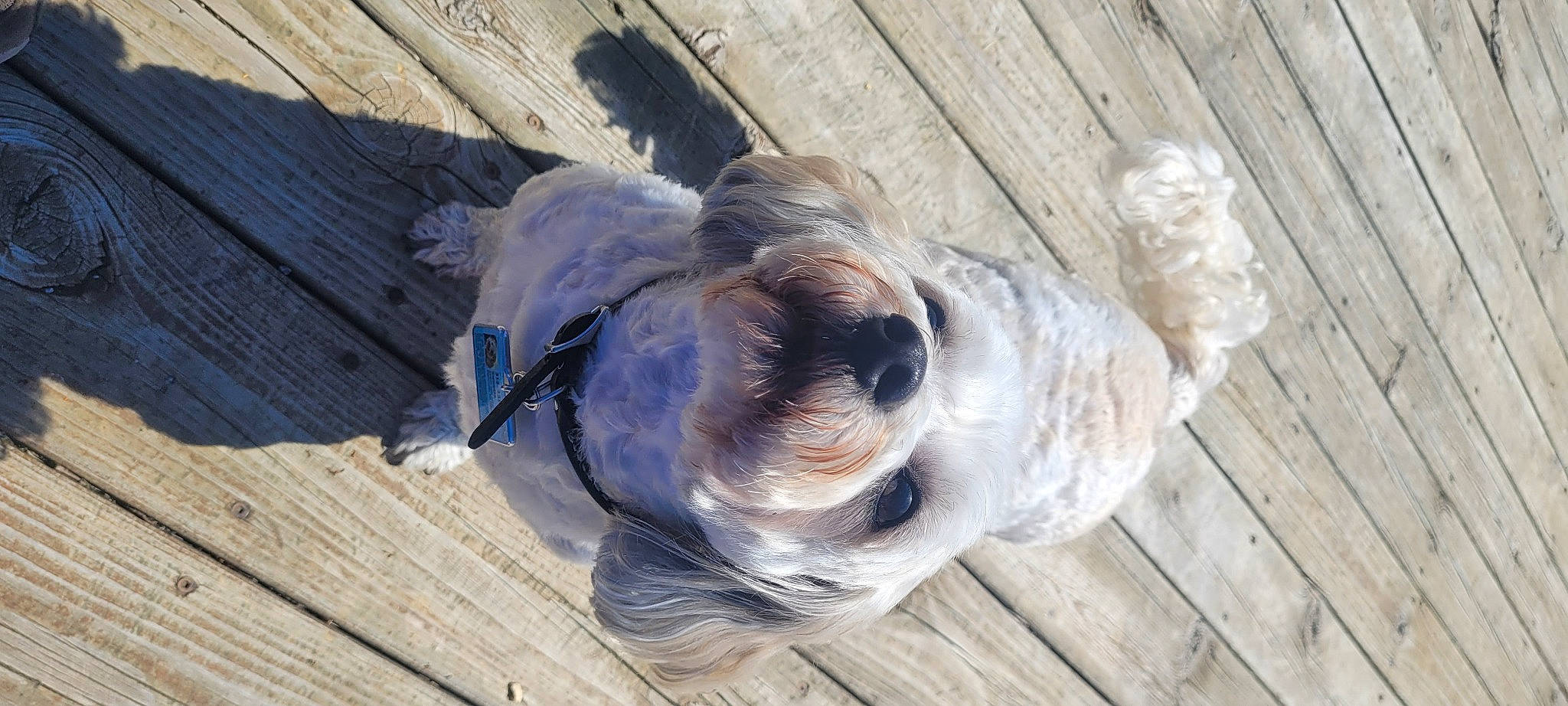 Sweetie joined the competition — help win amazing prizes! canidae, carnivore, collar, companion_dog, dog, dog_breed, dog_collar, fawn, hardwood, liver, pet_supply, plank, snout, sporting_group, sunglasses, toy_dog, wood, wood_stain, working_animal, wrinkle