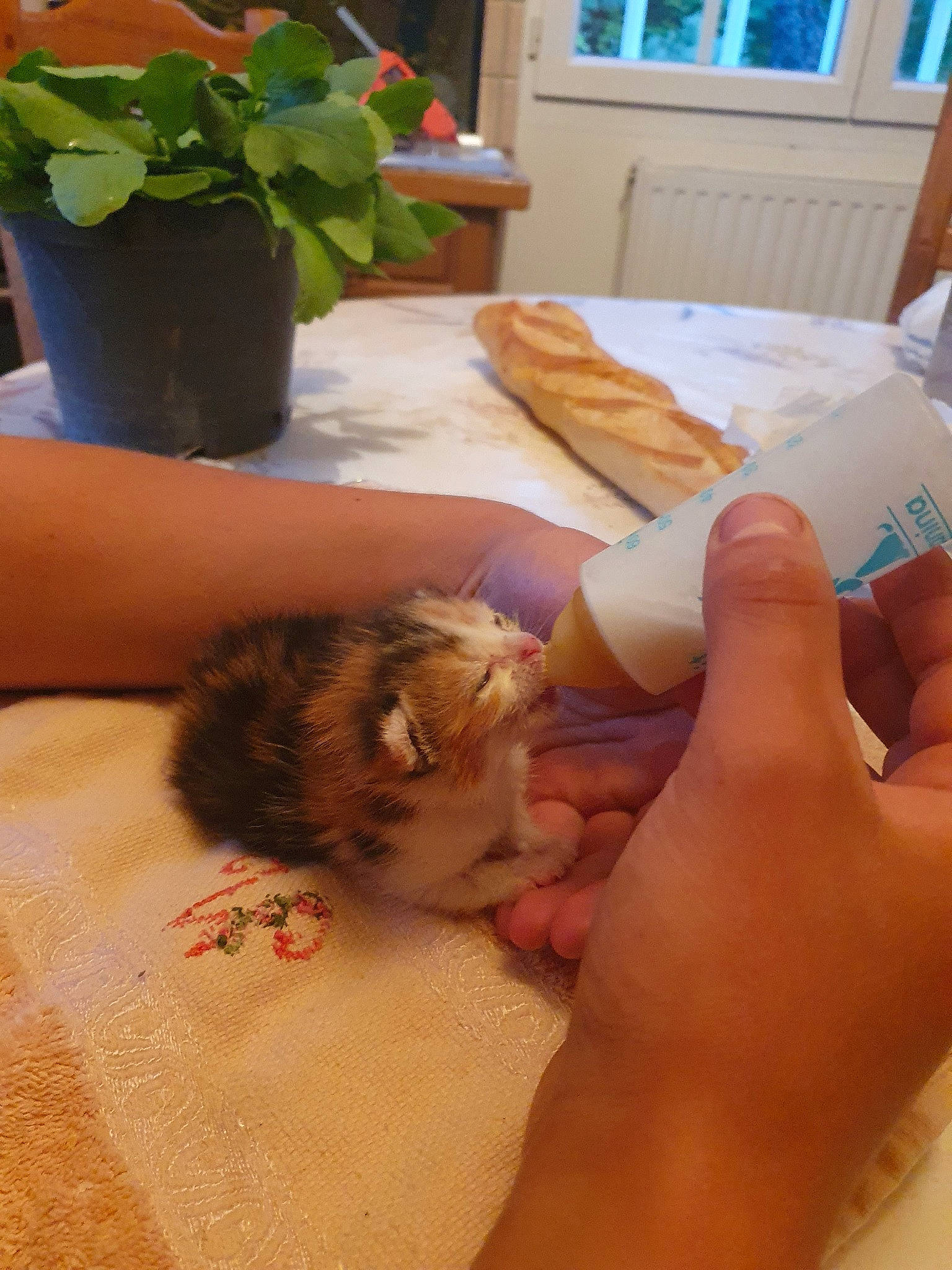 Caline a rejoint le concours — aidez-le/la à gagner de superbes lots ! cat, felidae, finger, hand, small_to_medium_sized_cats