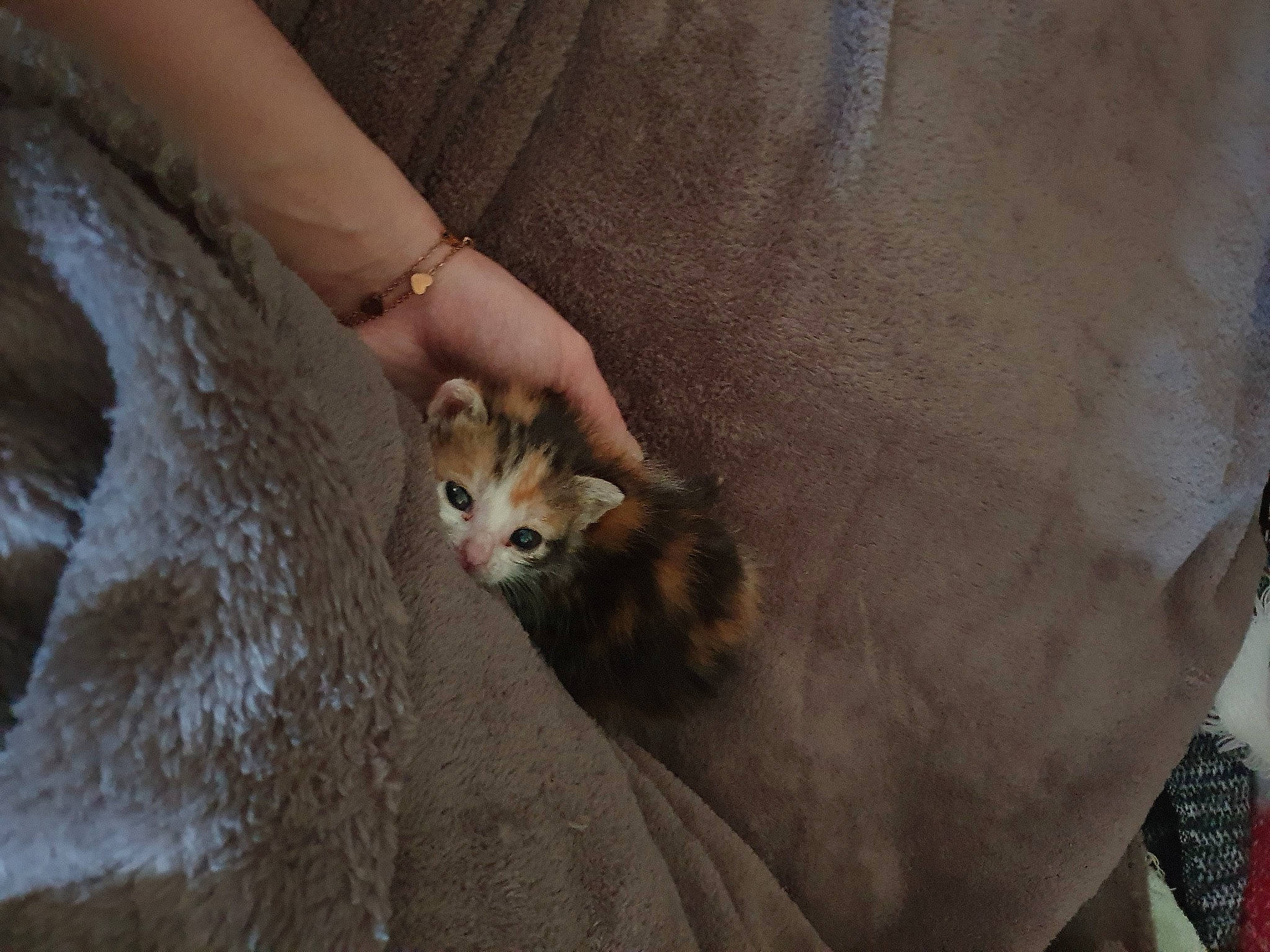 Caline participe au concours pour gagner de l'argent avec cette photo : carnivore, cat, fawn, felidae, mammal, singapura, small_to_medium_sized_cats, whiskers