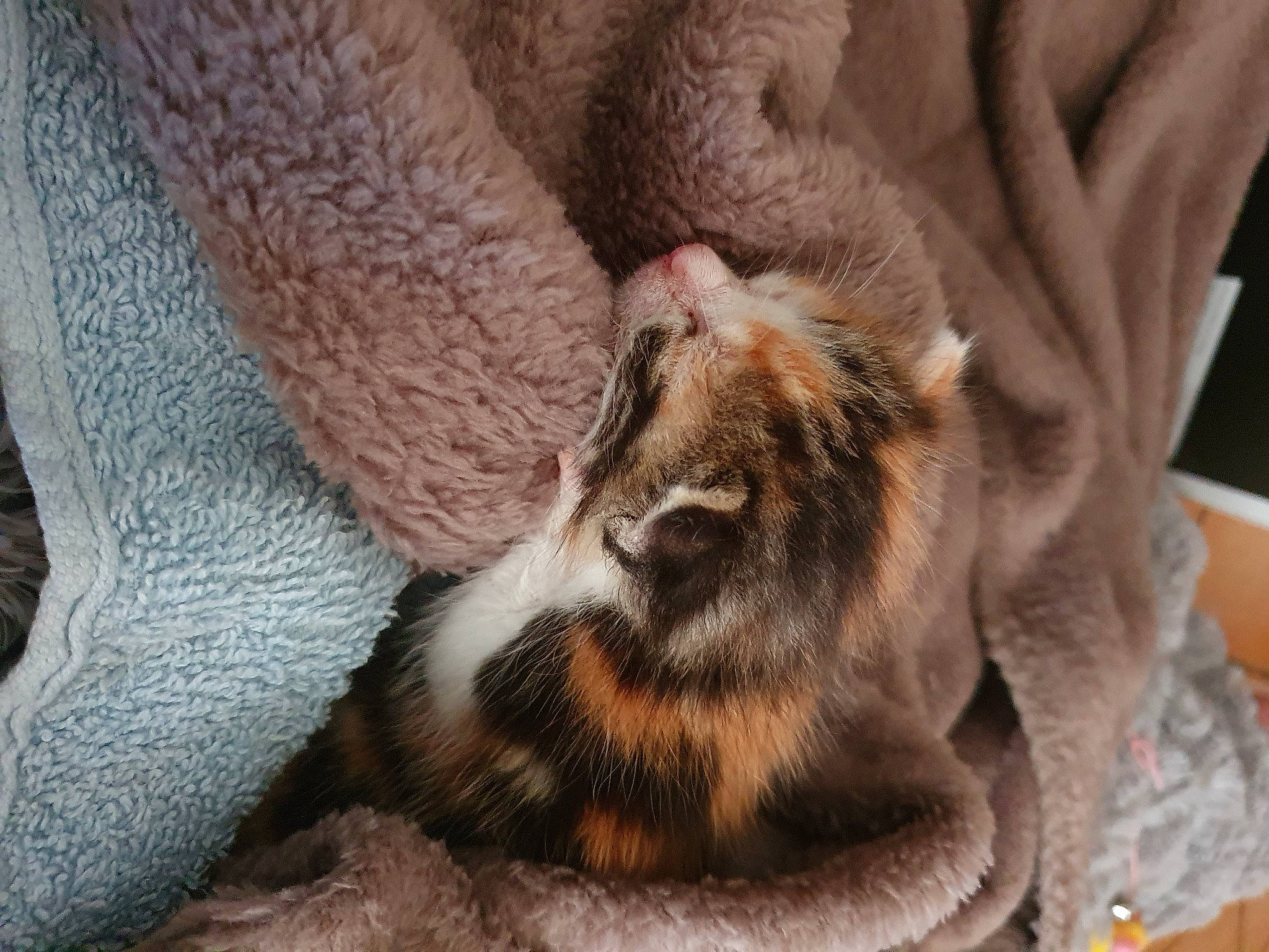 Caline a rejoint le concours — aidez-le/la à gagner de superbes lots ! asian, carnivore, cat, claw, domestic_short_haired_cat, dragon_li, european_shorthair, felidae, fur, kitten, mammal, paw, pixie_bob, small_to_medium_sized_cats, tabby_cat, whiskers