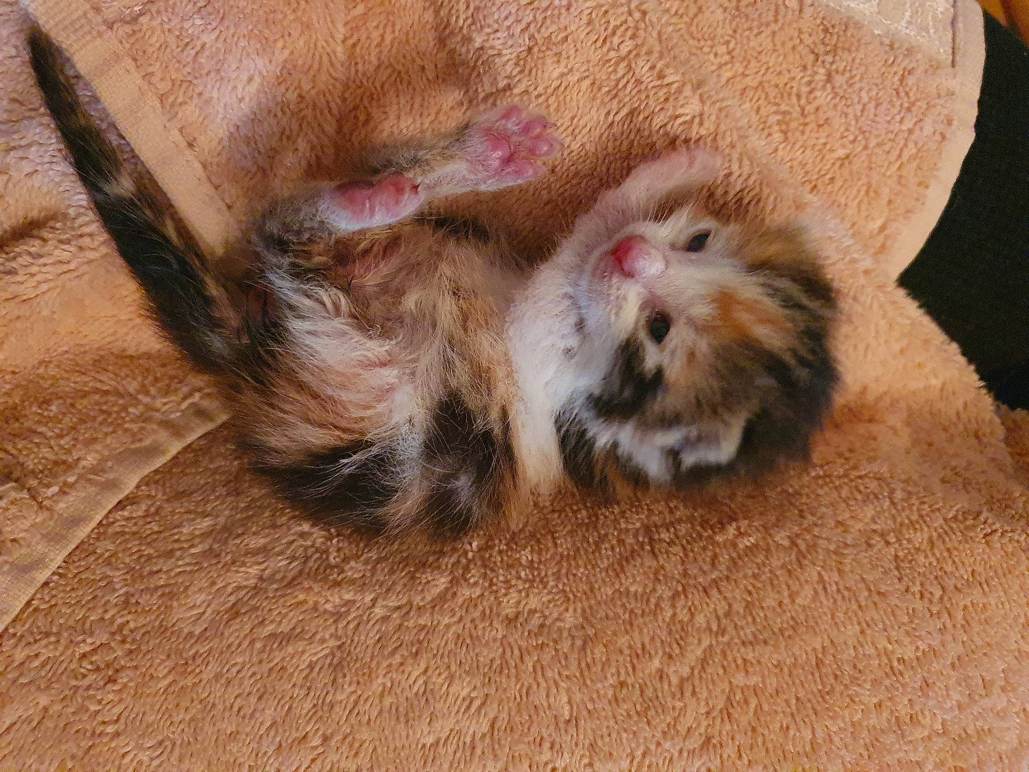 Caline participe au concours pour gagner de l'argent avec cette photo : canidae, carnivore, cat, claw, fawn, fur