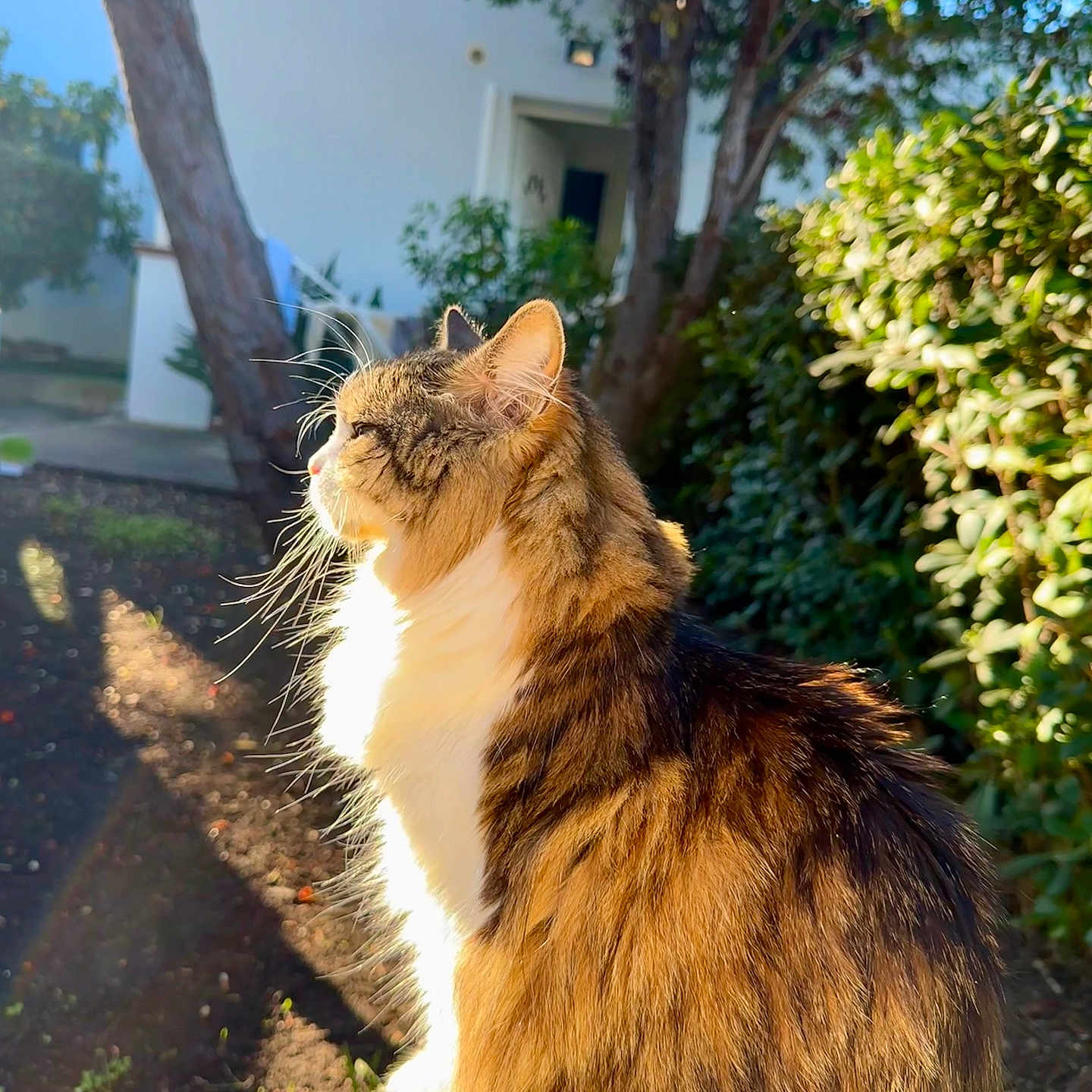 Iara a rejoint le concours — aidez-le/la à gagner de superbes lots ! animal, backyard, cat, face, grass, head, herbal, herbs, manx, nature, outdoors, person, pet, photography, plant, portrait, pottedplant, tree, vegetation, yard
