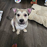 Kibble joined the competition — help win amazing prizes! puppy, dog, floor, wooden_floor, pet, indoor, dog_bed, sign, summer, ice_cream, ears, eyes, nails, toes, human, cozy, cute, animal, pet_accessory, relaxed