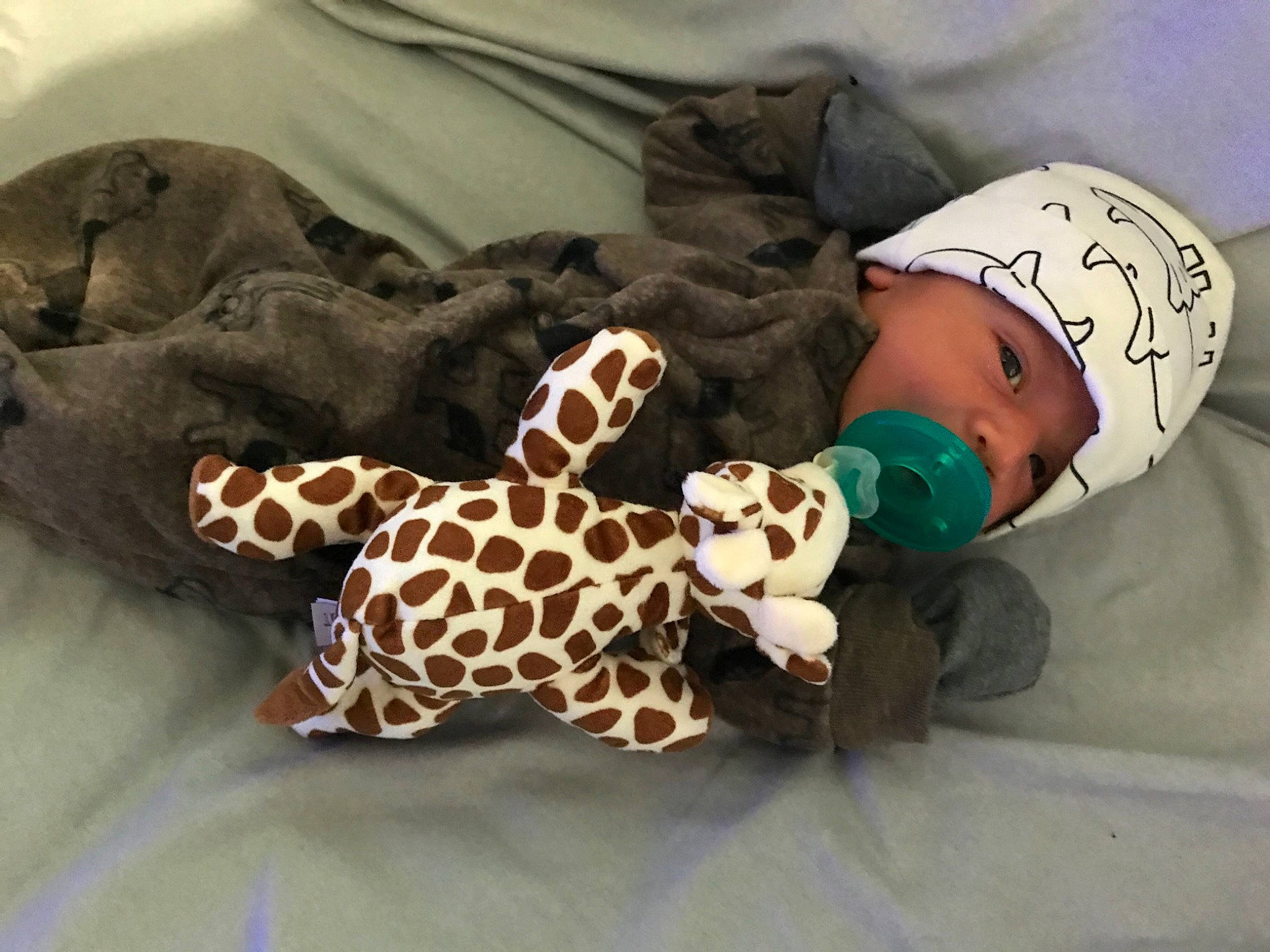 Alexander is registered to the contest to win money with this photo: baby_toys, brown, child, fawn, giraffe, giraffidae, headgear, headwear, person, plush, stuffed_toy, terrestrial_animal, textile, toy