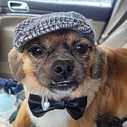 Cappucino is registered to the contest to win money with this photo: dog, pet, animal, face, hat, bow_tie, car_interior, close_up, cute, brown_fur, black_nose, whiskers, ears, expression, portrait, seat, window, accessory, fashion, mischievous