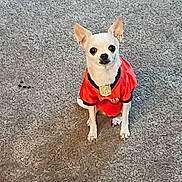 Chica is registered to the contest to win money with this photo: dog, chihuahua, small_dog, pet, animal, sitting, red_shirt, clothing, indoors, floor, carpet, portrait, upright_ears, short_hair, cream-colored, black_nose, dark_eyes, cute, fashionable_pet, centered_composition