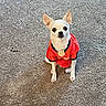dog, chihuahua, small_dog, pet, animal, sitting, red_shirt, clothing, indoors, floor, carpet, portrait, upright_ears, short_hair, cream-colored, black_nose, dark_eyes, cute, fashionable_pet, centered_composition