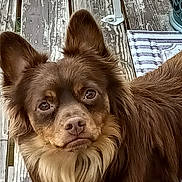 Kobe is registered to the contest to win money with this photo: dog, brown_dog, fluffy, long_hair, portrait, close_up, face, eyes, nose, ears, fur, pet, animal, outdoor, wooden_deck, weathered_wood, shoe, sitting, looking_at_camera, cute
