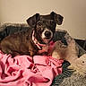 bed, black_fur, blanket, brown_fur, canine, close_up, collar, cozy, dog, dog_bed, floppy_ears, home, indoors, pet, pink_blanket, portrait, sitting, stuffed_animal, toy, white_markings