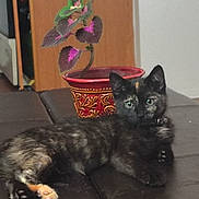 Eden is registered to the contest to win money with this photo: cat, black_cat, fluffy, feline, pet, animal, sitting, lying_down, sofa, indoors, houseplant, flowerpot, red_pot, furniture, living_room, relaxed, green_eyes, paws, portrait, gothic