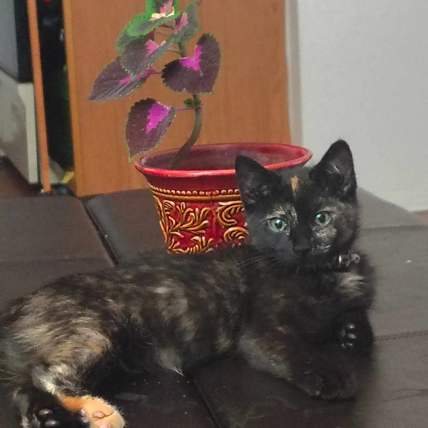 Eden