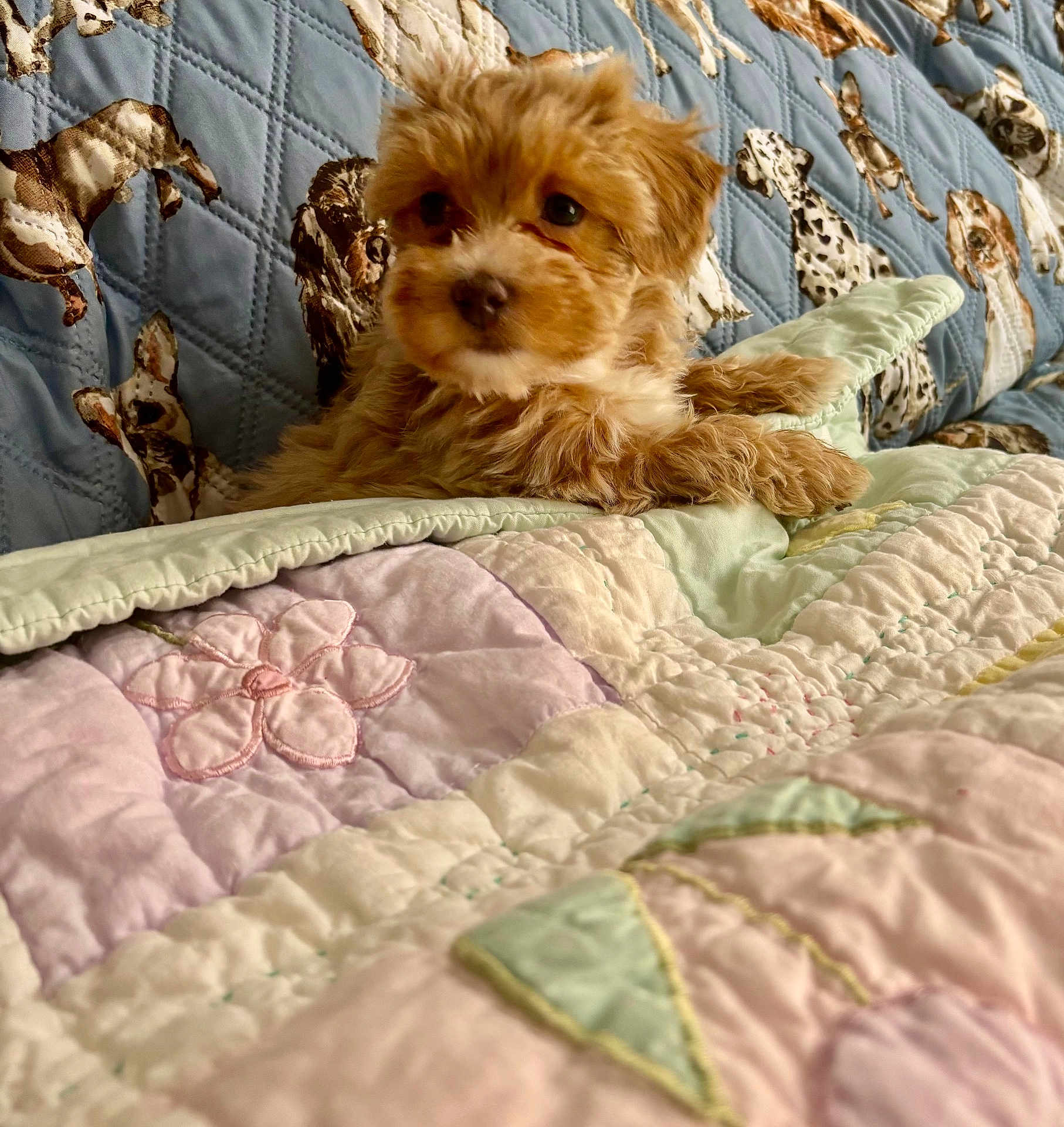 Paisley joined the competition — help win amazing prizes! puppy, dog, small_dog, cute, fluffy, fur, bed, quilt, blanket, indoor, portrait, close_up, eyes, nose, paws, home, patterned_quilt, pastel_colors, cuddly, pet