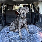 Vulkane participe au concours pour gagner de l'argent avec cette photo : dog, pet, car_interior, blue_bed, fluffy_bed, gray_dog, canine, animal, collar, seated, looking, vehicle, windows, headrest, backseat, fur, ears, tail, domestic_animal, resting