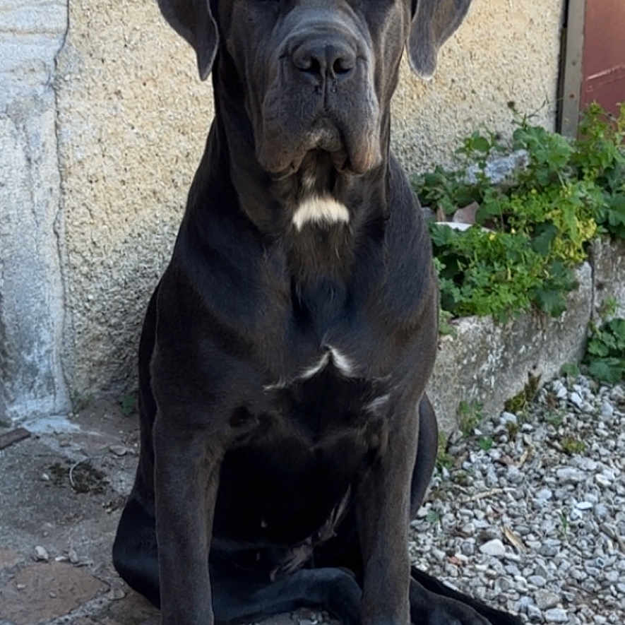 Vulkane participe au concours pour gagner de l'argent avec cette photo : animal, black_dog, canine, daylight, dog, ears, eyes, fur, gravel, greenery, nature, nose, outdoor, paws, pet, plant, quiet, sitting, wall, watchful