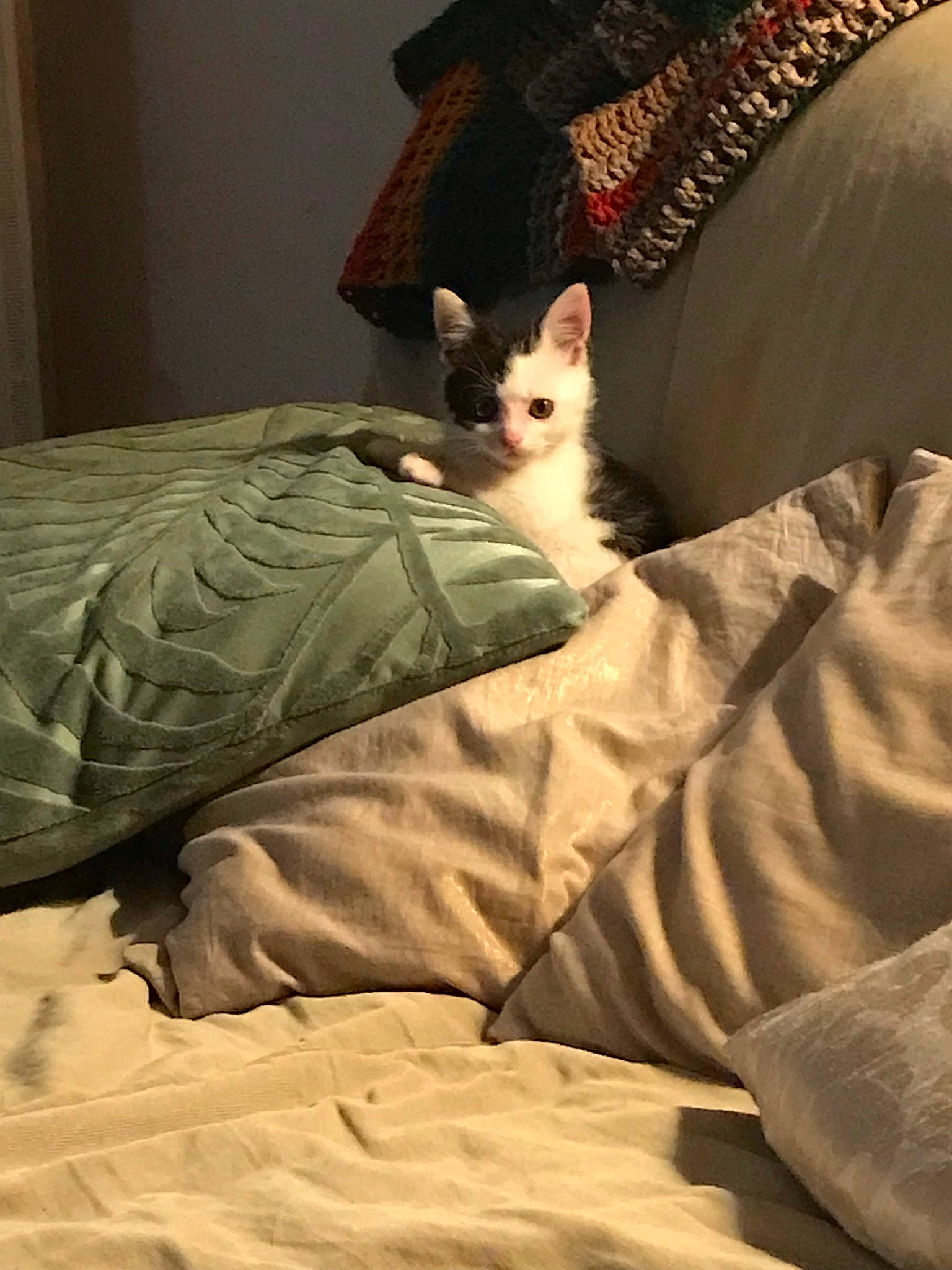 Georges participe au concours pour gagner de l'argent avec cette photo : bed, bed_sheet, bedding, canidae, carnivore, comfort, companion_dog, couch, dog_breed, duvet, fawn, felidae, fur, linens, nap, small_to_medium_sized_cats, tail, textile, toy_dog, whiskers