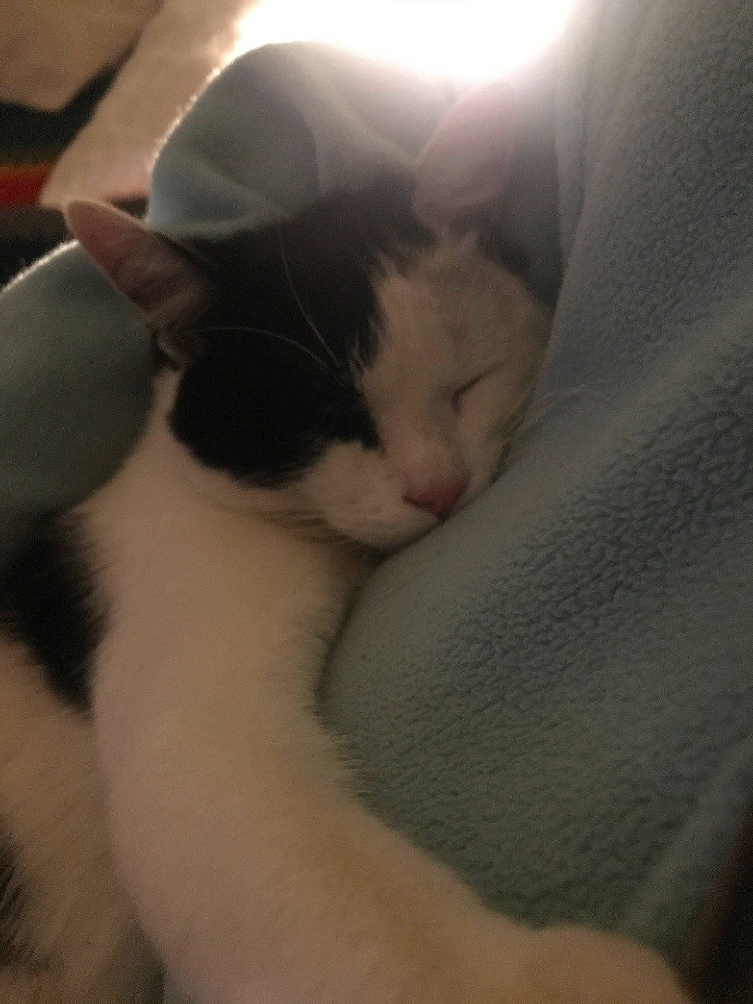 Georges a rejoint le concours — aidez-le/la à gagner de superbes lots ! carnivore, cat, cloud, comfort, domestic_short_haired_cat, felidae, fur, nap, paw, small_to_medium_sized_cats, snout, tail, whiskers