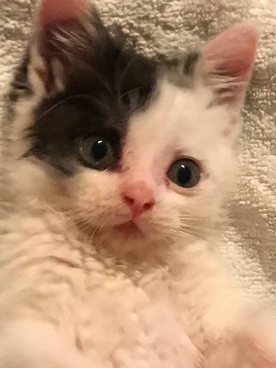 Georges participe au concours pour gagner de l'argent avec cette photo : carnivore, cat, claw, domestic_short_haired_cat, ear, eye, fawn, felidae, fur, head, iris, paw, plant, small_to_medium_sized_cats, snout, tail, terrestrial_animal, whiskers