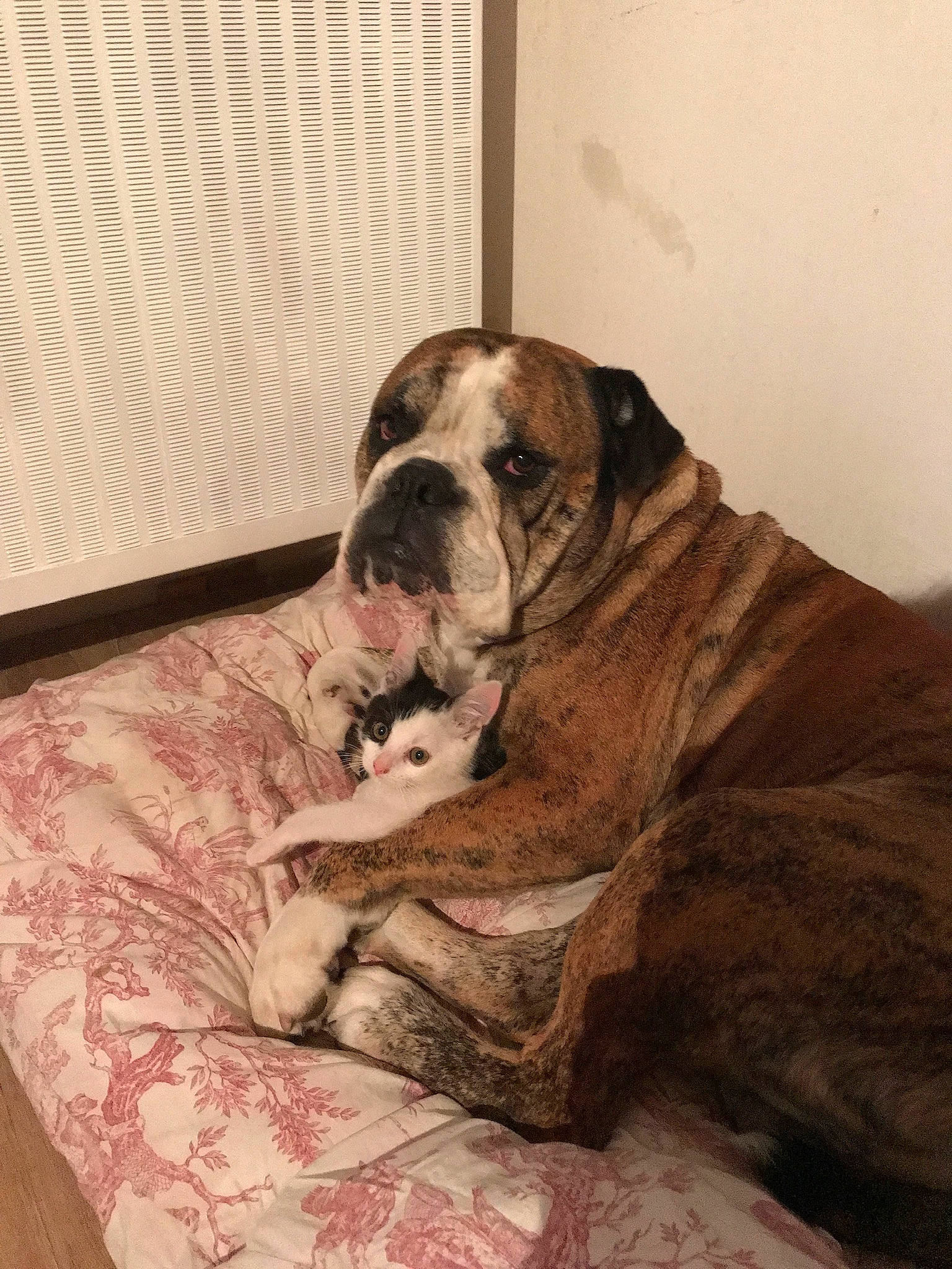 Georges a rejoint le concours — aidez-le/la à gagner de superbes lots ! bored, boxer, bulldog, canidae, carnivore, comfort, companion_dog, dog, dog_breed, fawn, flooring, fur, hardwood, linens, liver, snout, sporting_group, wood, working_animal, wrinkle