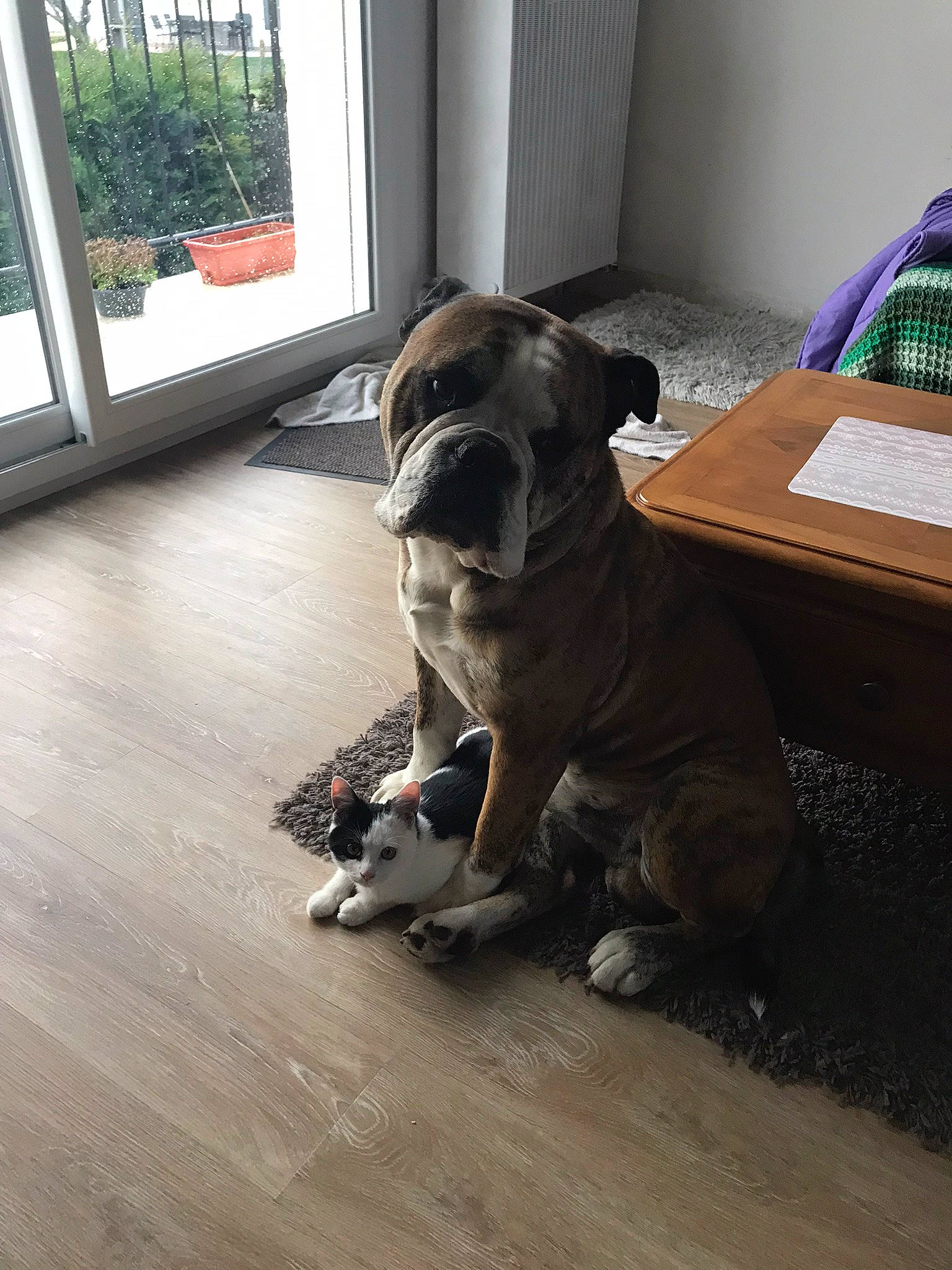 Georges a rejoint le concours — aidez-le/la à gagner de superbes lots ! boston_terrier, canidae, carnivore, comfort, companion_dog, dog, dog_breed, fawn, floor, flooring, hardwood, plant, snout, sporting_group, tail, toy_dog, window, wood, wood_flooring, working_animal