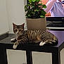 animal, black_table, cat, curious, domestic, floor, furniture, green_leaves, indoor, living_room, man, microphone, pet, plant, potted_plant, relaxed, tabby_cat, table, television, tile_floor