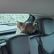 Cookie a rejoint le concours — aidez-le/la à gagner de superbes lots ! animal, black, car_interior, cat, comfortable, curious, feline, gray, headrest, indoor, leather, pet, rear_shelf, seat, seatbelt, stone_wall, tabby_cat, transport, vehicle, window