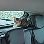 animal, black, car_interior, cat, comfortable, curious, feline, gray, headrest, indoor, leather, pet, rear_shelf, seat, seatbelt, stone_wall, tabby_cat, transport, vehicle, window