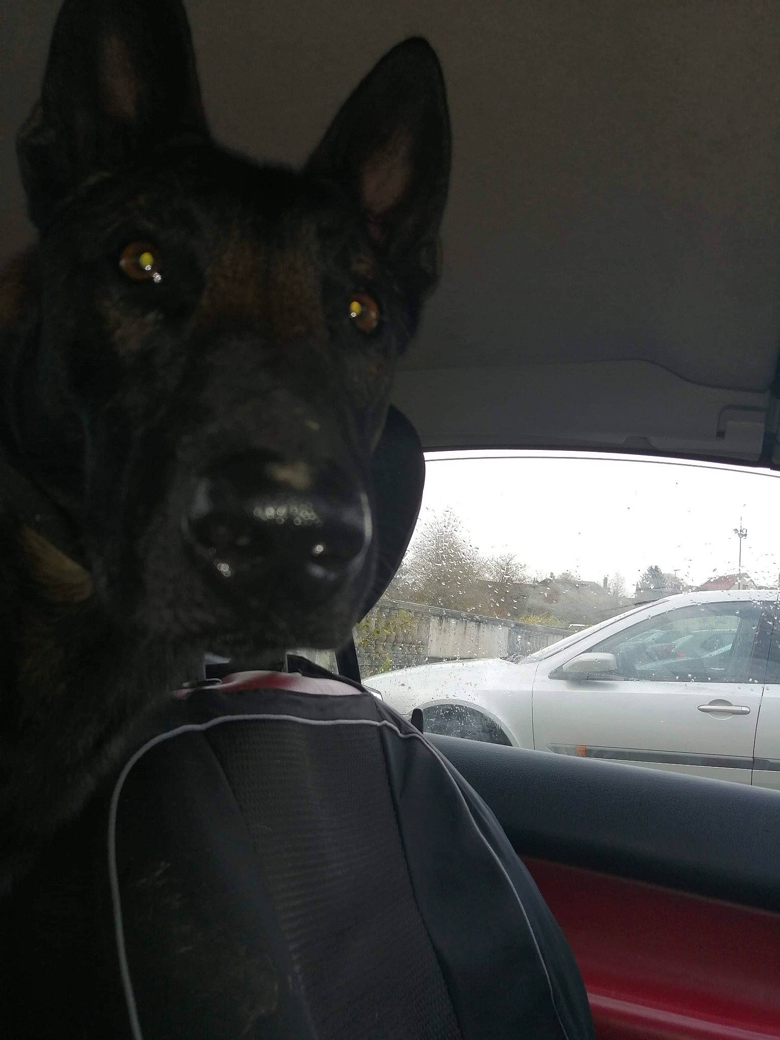 Nayron participe au concours pour gagner de l'argent avec cette photo : automotive_design, automotive_exterior, automotive_lighting, automotive_mirror, car, carnivore, dog, dog_breed, hood, motor_vehicle, personal_luxury_car, rear_view_mirror, snout, tints_and_shades, vehicle, vehicle_door, whiskers, window, windshield, working_animal