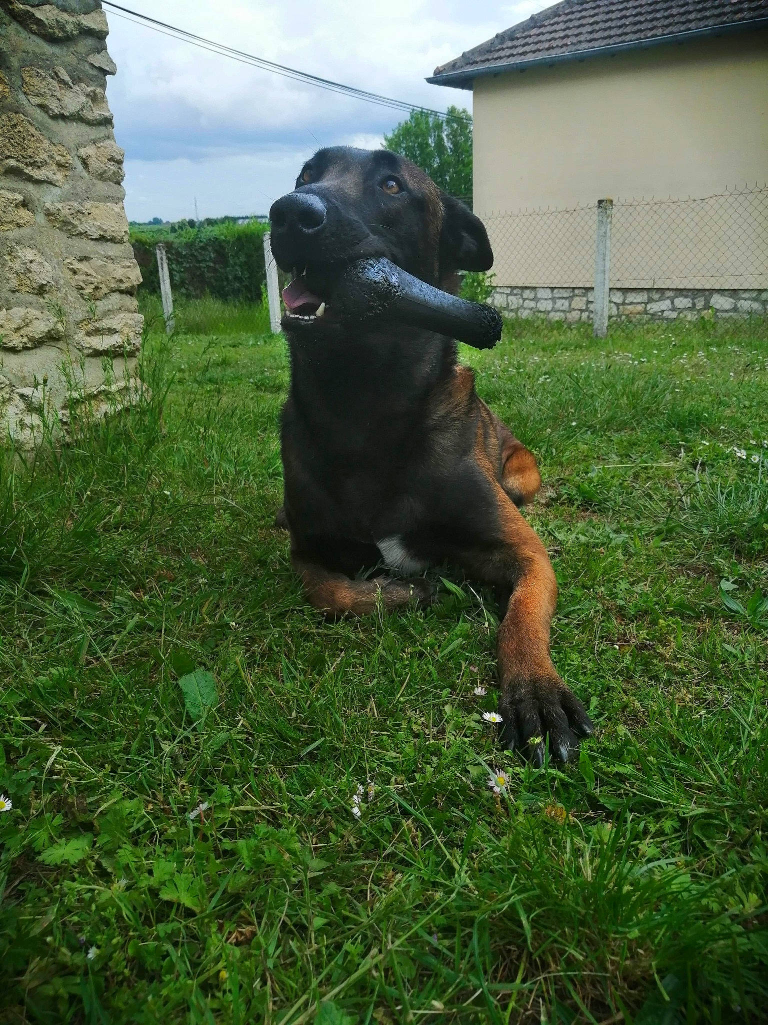 Nayron a rejoint le concours — aidez-le/la à gagner de superbes lots ! art, building, canidae, carnivore, cloud, companion_dog, dog, dog_breed, fawn, grass, grassland, guard_dog, liver, plant, sky, snout, sporting_group, terrestrial_animal, window, working_animal