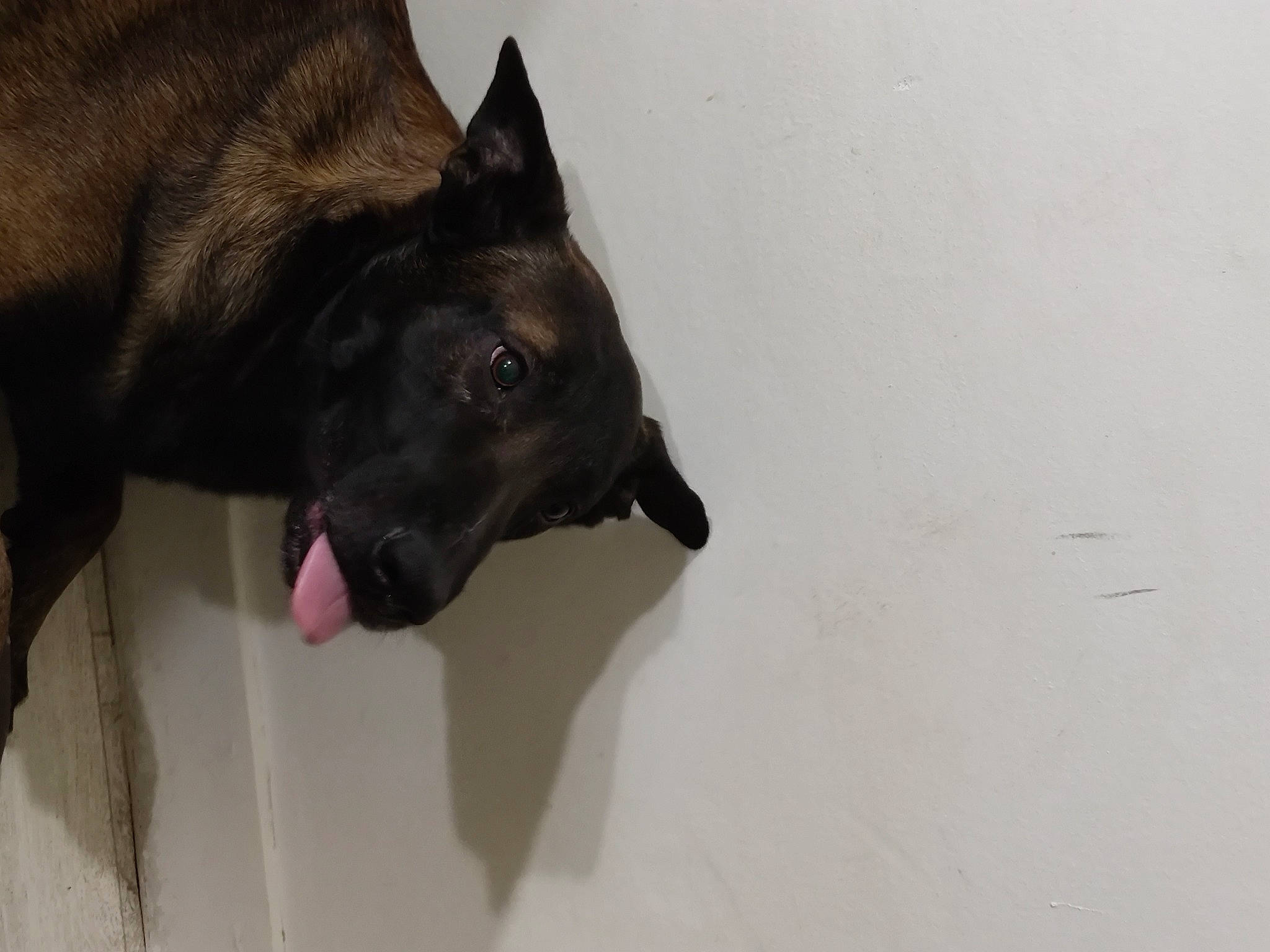 Nayron a rejoint le concours — aidez-le/la à gagner de superbes lots ! canidae, carnivore, companion_dog, dog, dog_breed, fawn, felidae, flooring, fur, grey, guard_dog, non_sporting_group, small_to_medium_sized_cats, snout, sporting_group, tail, whiskers, wood, working_animal, working_dog