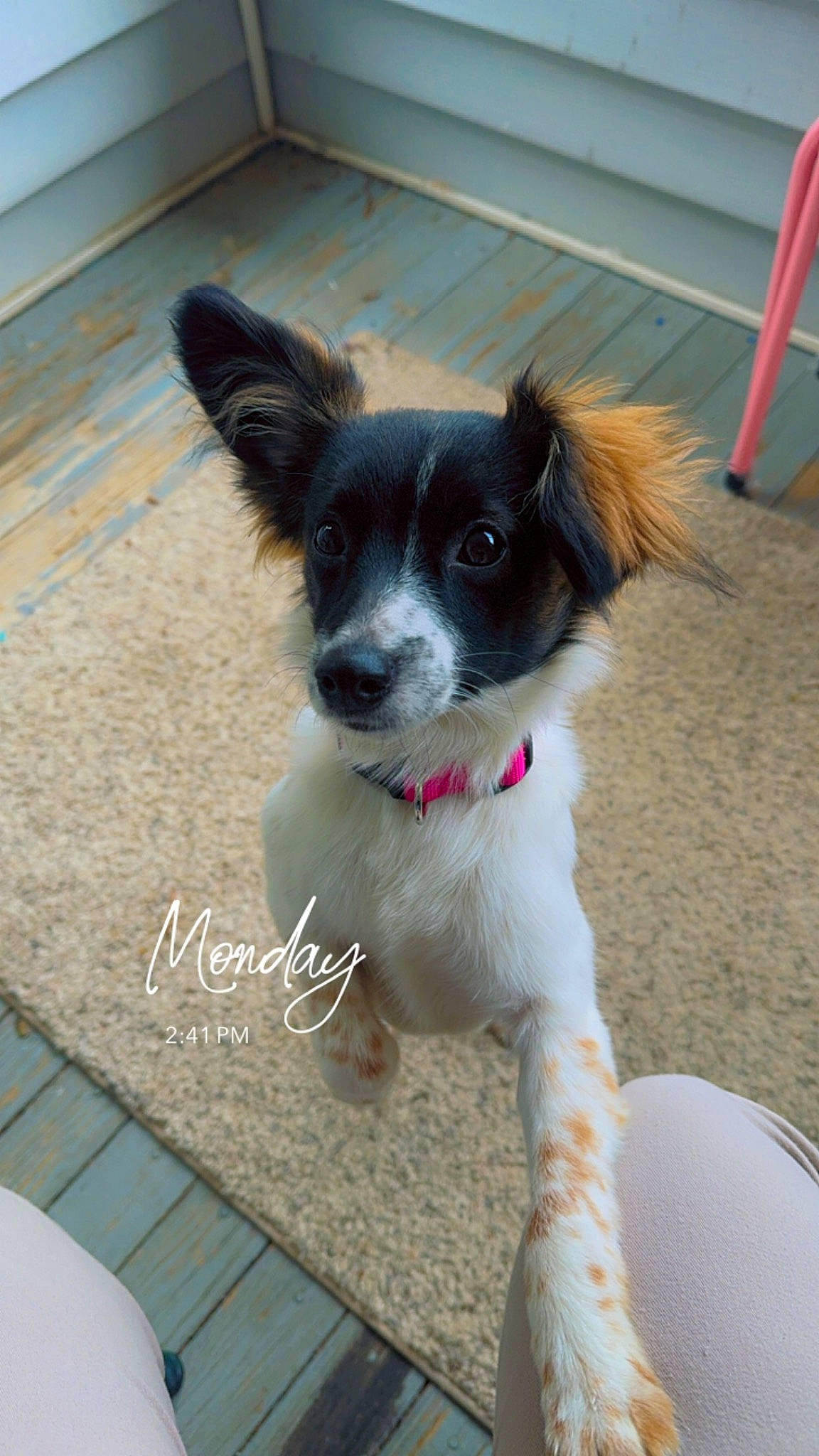 Willow is registered to the contest to win money with this photo: canidae, carnivore, collar, companion_dog, dog, dog_breed, dog_collar, dog_supply, flooring, fur, hardwood, outdoor_furniture, rectangle, snout, sporting_group, toy_dog, whiskers, working_animal, working_dog