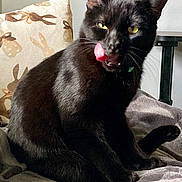 Snots joined the competition — help win amazing prizes! animal, black_cat, blanket, bunny_pattern, cat, cozy, cute, domestic_cat, feline, fur, indoor, licking, pet, pillow, playful, resting, sitting, tongue_out, whiskers, yellow_eyes