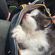 Fluffy is registered to the contest to win money with this photo: kitten, cat, black_and_white, fur, paw, blue_eyes, purse, zipper, curious, pet, animal, close_up, cute, indoor, soft, tiny, resting, looking_up, fluffy, young