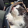 kitten, cat, black_and_white, fur, paw, blue_eyes, purse, zipper, curious, pet, animal, close_up, cute, indoor, soft, tiny, resting, looking_up, fluffy, young