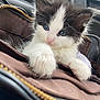 Fluffy is registered to the contest to win money with this photo: kitten, cat, blue_eyes, fluffy, black_and_white, pet, animal, close_up, furry, cute, young, paws, bag, indoor, soft_focus, adorable, whiskers, fur, portrait, curious