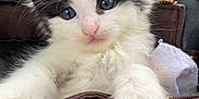 Fluffy is registered to the contest to win money with this photo: kitten, cat, black_and_white, fluffy, blue_eyes, paws, bag, zipper, curious, close_up, indoor, pet, animal, young, cute, furry, whiskers, soft, adorable, portrait