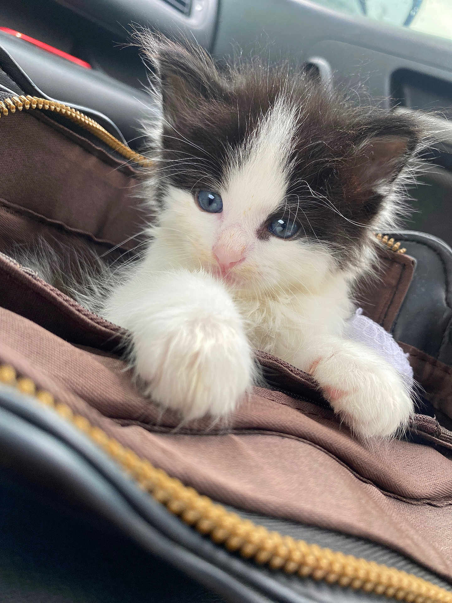 Fluffy joined the competition — help win amazing prizes! kitten, cat, blue_eyes, fluffy, black_and_white, pet, animal, close_up, furry, cute, young, paws, bag, indoor, soft_focus, adorable, whiskers, fur, portrait, curious