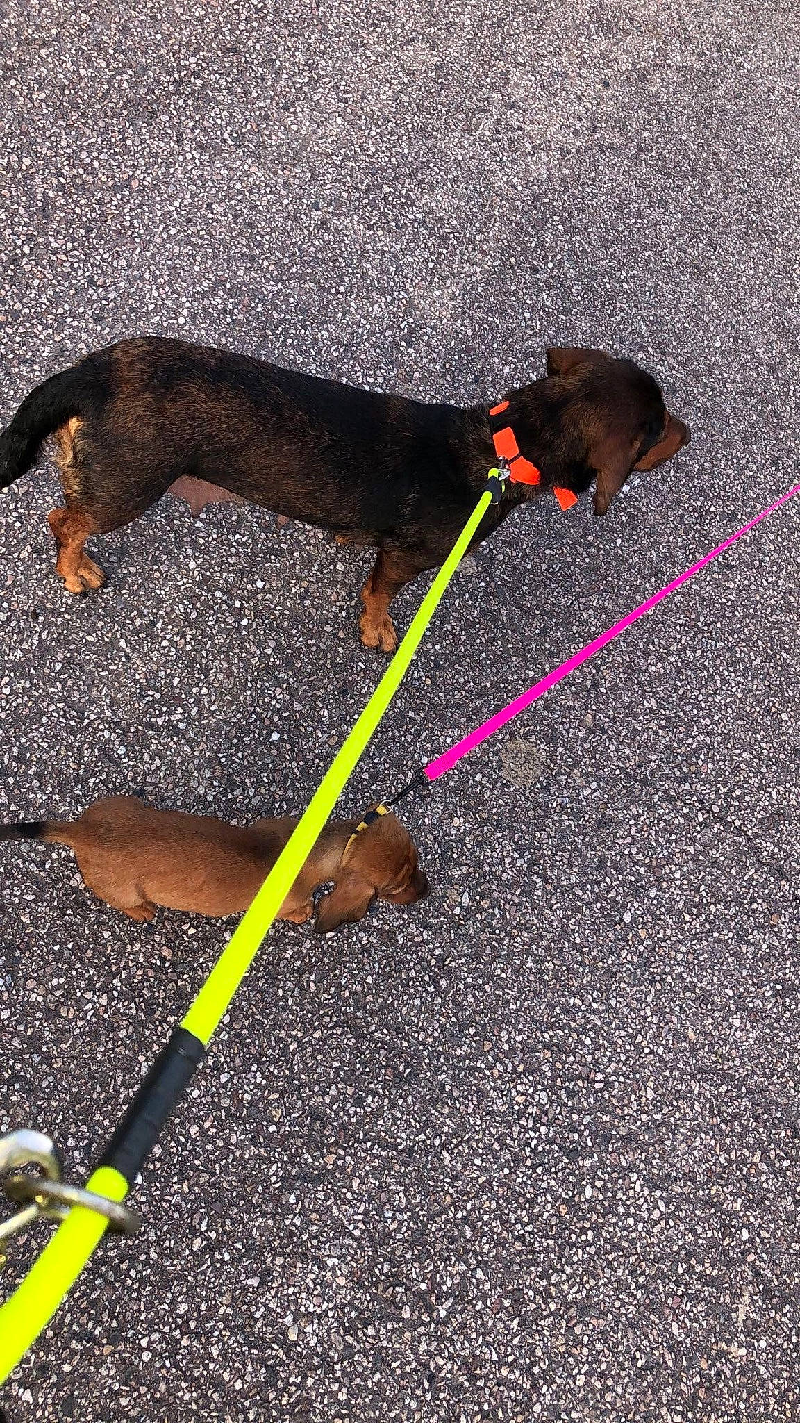 Gypsi participe au concours pour gagner de l'argent avec cette photo : asphalt, canidae, carnivore, collar, companion_dog, concrete, dog, dog_breed, driveway, fashion_accessory, fawn, leash, pet_supply, road, road_surface, shadow, sidewalk, sporting_group, tail, tar