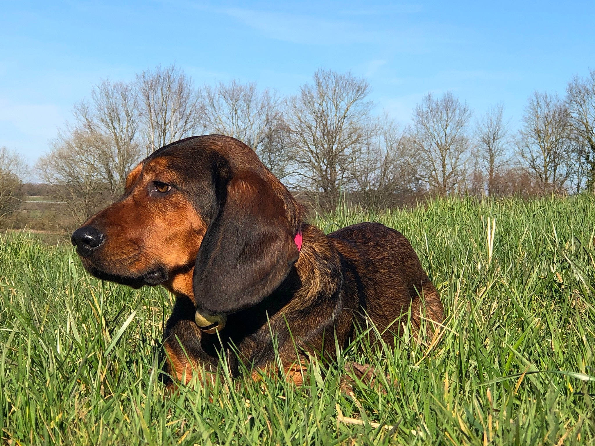 Gypsi participe au concours pour gagner de l'argent avec cette photo : canidae, carnivore, cloud, collar, companion_dog, dog, dog_breed, fawn, grass, grassland, gun_dog, liver, plant, prairie, sky, snout, sporting_group, terrestrial_animal, tree, working_animal