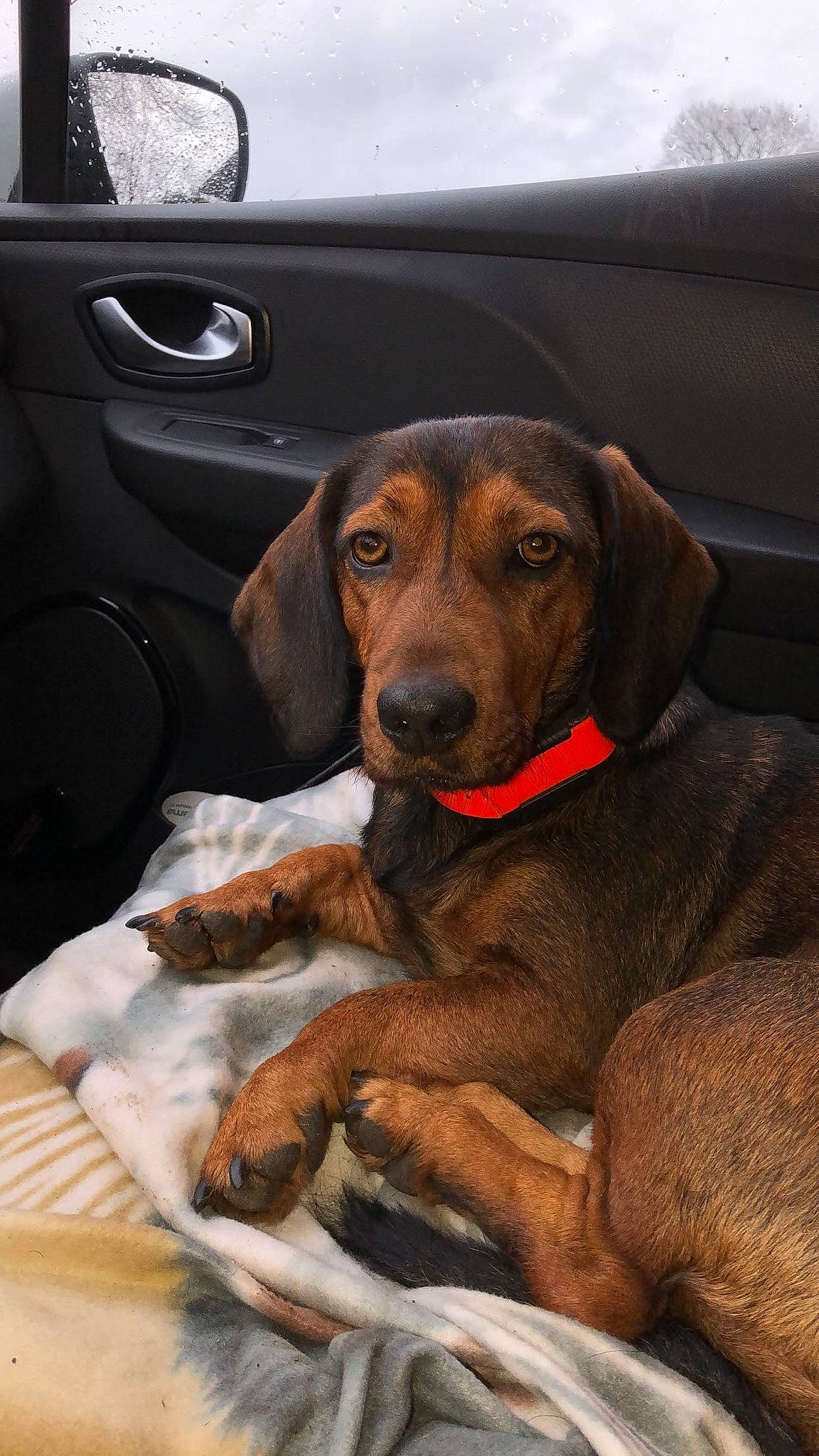 Gypsi participe au concours pour gagner de l'argent avec cette photo : auto_part, automotive_exterior, brown, car_seat, carnivore, comfort, companion_dog, dog, dog_breed, dog_supply, door, fawn, hound, liver, mammal, pet_supply, snout, sporting_group, vehicle_door, working_animal