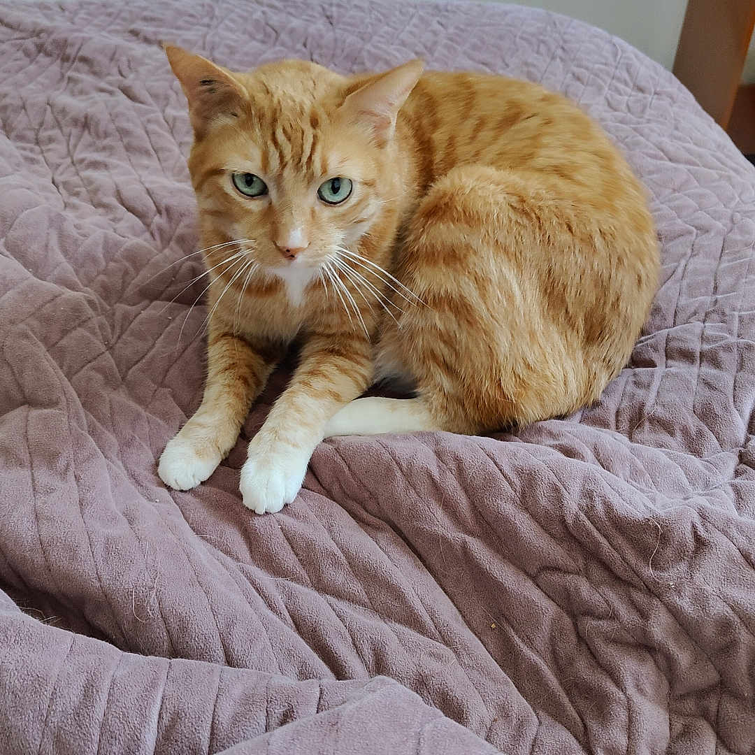 Ruby participe au concours pour gagner de l'argent avec cette photo : animal, bed, blanket, cat, cozy, cute, domestic_cat, ears, eyes, feline, fur, indoor, orange_tabby, pet, quilted, relaxed, resting, soft, whiskers, white_paws