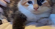 Suni joined the competition — help win amazing prizes! kitten, cat, pet, furry, paw, stretching, white, brown, black, face, cute, indoor, hand, person, animal, young, closeup, fur, bed, cozy