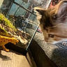 Suni is registered to the contest to win money with this photo: kitten, cat, toy, cheetah, terrarrium, moss, rocks, glass, indoor, curious, pet, animal, closeup, furniture, couch, paw, floor, plant, nature, observation