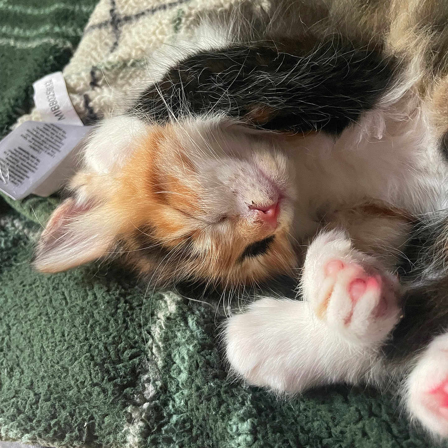 Suni is registered to the contest to win money with this photo: kitten, cat, calico, sleeping, paw, fur, whiskers, blanket, cozy, nap, pet, animal, cute, closeup, indoor, soft, relaxing, adorable, feline, resting