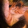 Suni joined the competition — help win amazing prizes! kitten, cat, calico, paw, sleeping, cute, fluffy, feline, animal, pet, closeup, soft_light, adorable, young, cozy, indoor, whiskers, face, fur, resting