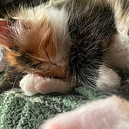 Suni joined the competition — help win amazing prizes! kitten, cat, sleeping, calico, fur, paw, whiskers, cozy, blanket, closeup, cute, pet, animal, domestic_cat, feline, resting, soft, nap, indoor, young