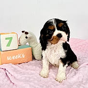 Princess Peach is registered to the contest to win money with this photo: adorable, black_white_brown, close_up, curious_expression, dog, indoor, milestone_blocks, number_seven, pet, pink_blanket, plush_toy, portrait, puppy, sitting, soft_blanket, soft_texture, studio_background, text_weeks, tricolor_puppy, white_wall