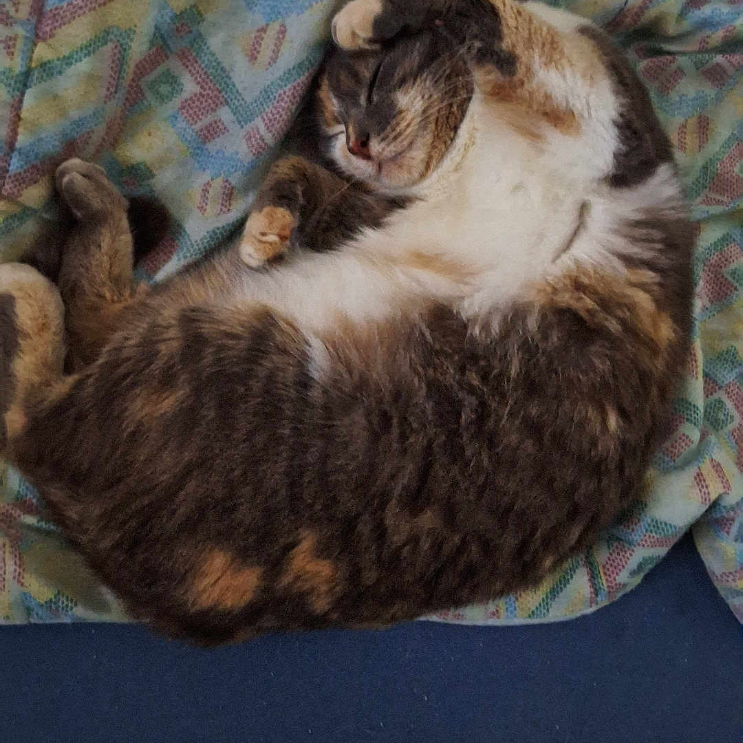 Samy participe au concours pour gagner de l'argent avec cette photo : animal, bed, blanket, cat, comfort, cozy, cute, domestic_animal, feline, fur, indoor, patterned_blanket, paw, pet, relaxed, resting, sleeping, soft, striped, tabby