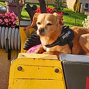 Olaf participe au concours pour gagner de l'argent avec cette photo : dog, outdoor, garden, flowers, yellow_equipment, harness, sunlight, relaxed, small_dog, pet, greenery, hose, wall, daylight, closeup, animal, backyard, sitting, brown_dog, equipment