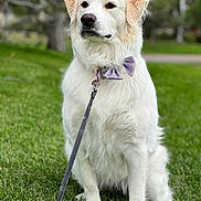 Nana is registered to the contest to win money with this photo: animal, bow_tie, calm, canine, close_up, cute, dog, domestic_animal, fluffy, furry, grass, leash, mammal, nature, outdoor, park, pet, portrait, sitting, white_dog